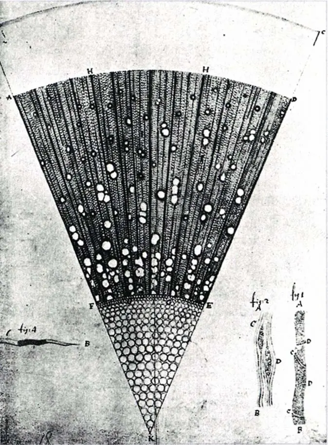 Leeuwenhoeks mikroskopische Offenbarung — London, England